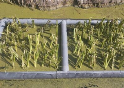 Balsa flotante con vetiver